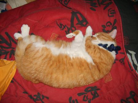 mon chat toulouse ^^