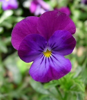 Le langage des fleurs (Pens�e)