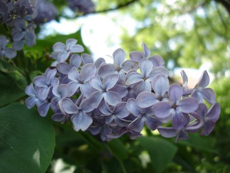 Le langage des fleurs (Lilas violet )