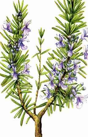Le langage des fleurs ( le romarin )